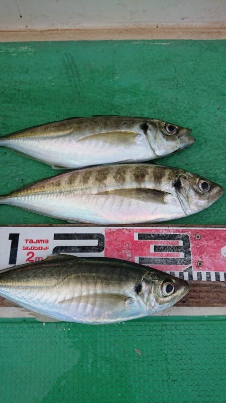 金沢八景鴨下丸 釣果