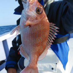 新幸丸 釣果