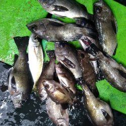 小島丸 釣果