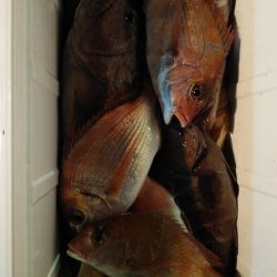 新幸丸 釣果