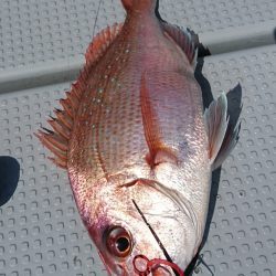 遊漁船 家入 釣果