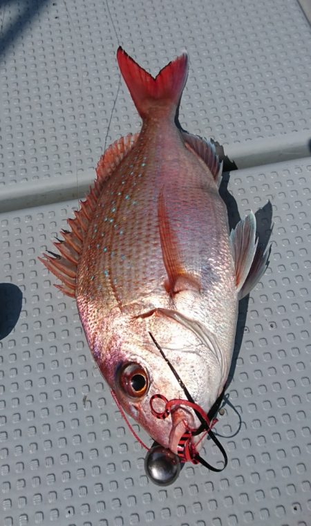 遊漁船 家入 釣果