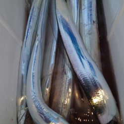 シースナイパー海龍 釣果