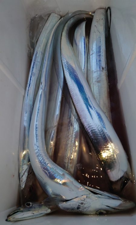 シースナイパー海龍 釣果