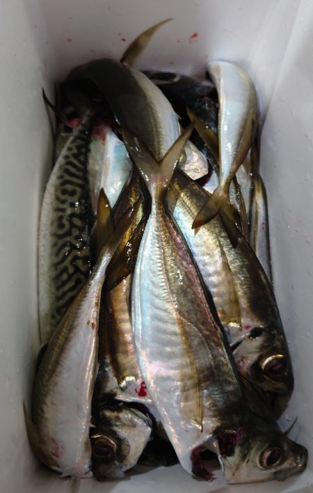 シースナイパー海龍 釣果