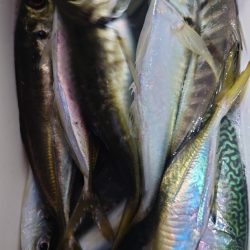 シースナイパー海龍 釣果