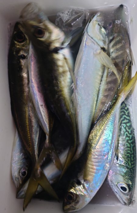 シースナイパー海龍 釣果