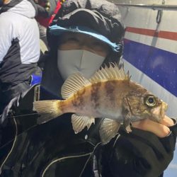 ヤザワ渡船 釣果