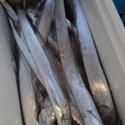 シースナイパー海龍 釣果