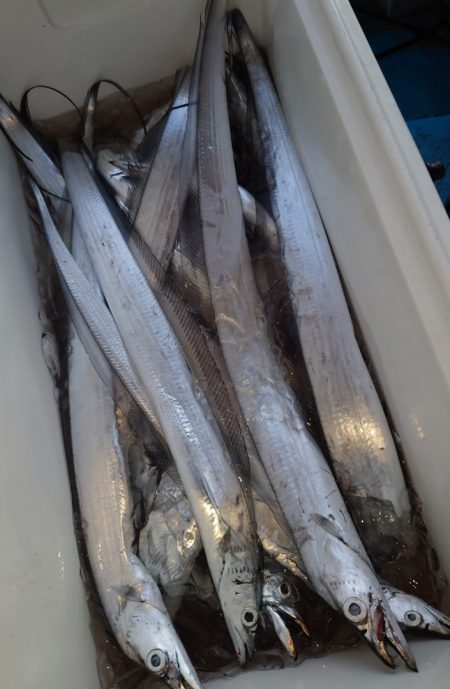 シースナイパー海龍 釣果