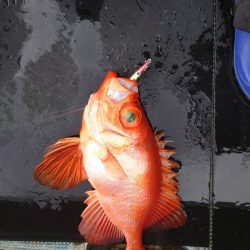 幕島丸 釣果