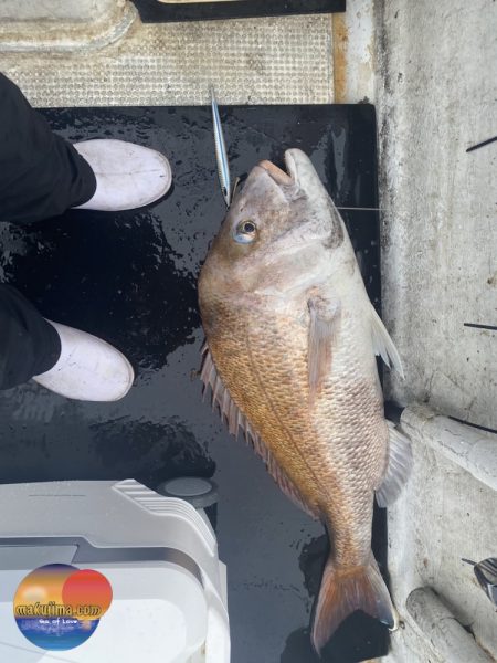 幕島丸 釣果