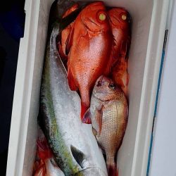 幕島丸 釣果