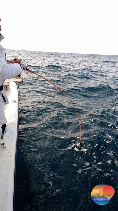 幕島丸 釣果