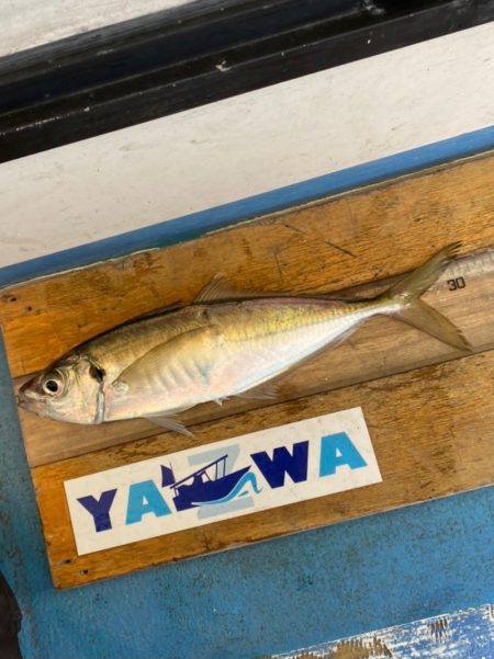 ヤザワ渡船 釣果