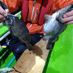 小島丸 釣果