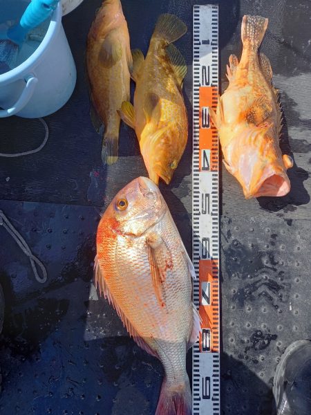 第二龍勢丸 釣果