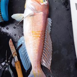 第二龍勢丸 釣果