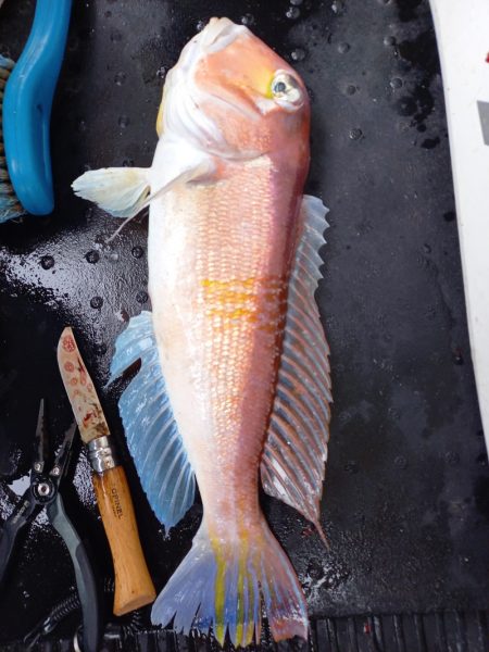 第二龍勢丸 釣果