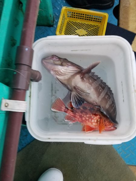 進誠丸 釣果