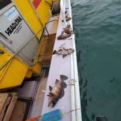 海龍丸（石川） 釣果