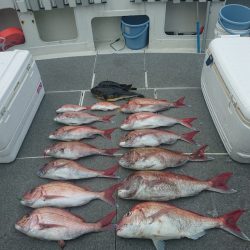 ARCADIAⅡ (アルカディアⅡ) 釣果