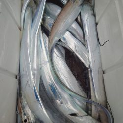 シースナイパー海龍 釣果