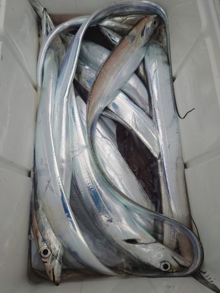 シースナイパー海龍 釣果