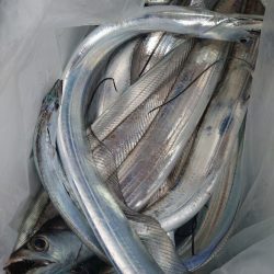 シースナイパー海龍 釣果