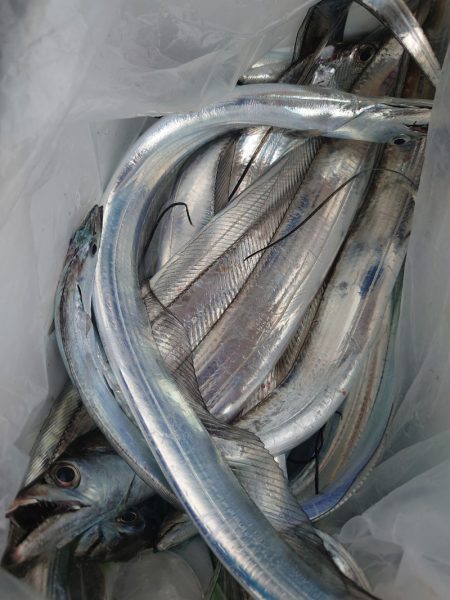 シースナイパー海龍 釣果