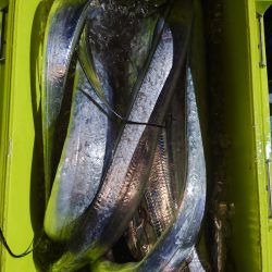 シースナイパー海龍 釣果