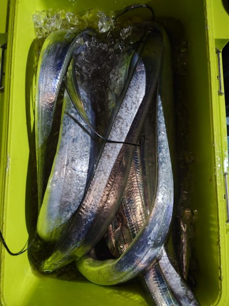 シースナイパー海龍 釣果