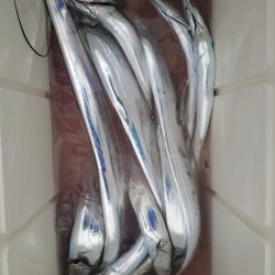 シースナイパー海龍 釣果