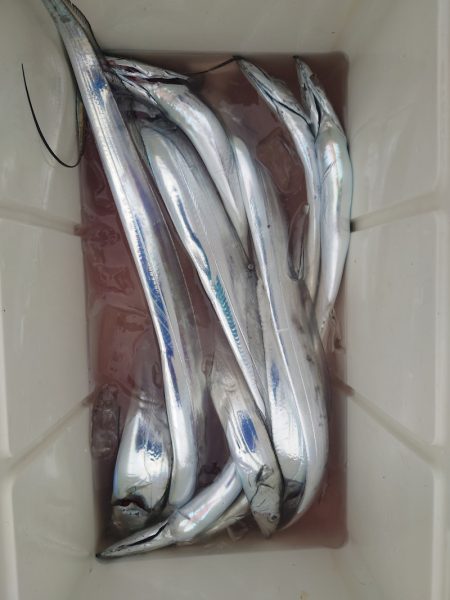 シースナイパー海龍 釣果