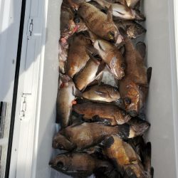 海龍丸（石川） 釣果