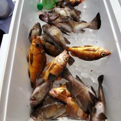 海龍丸（石川） 釣果