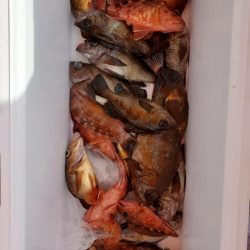 海龍丸（石川） 釣果