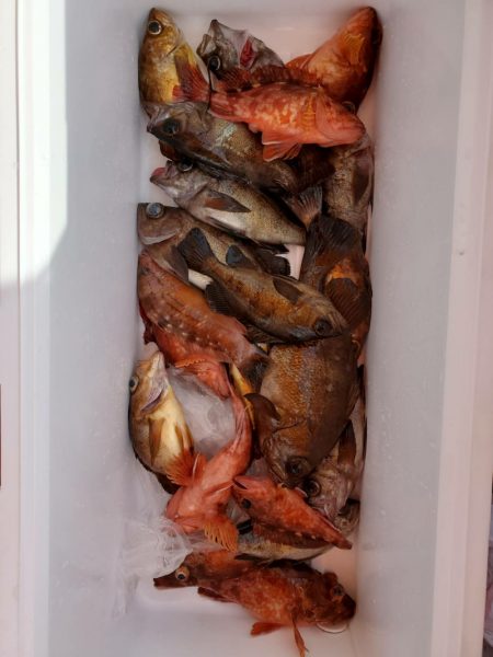 海龍丸（石川） 釣果
