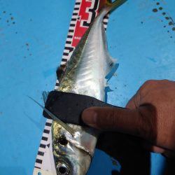 シースナイパー海龍 釣果