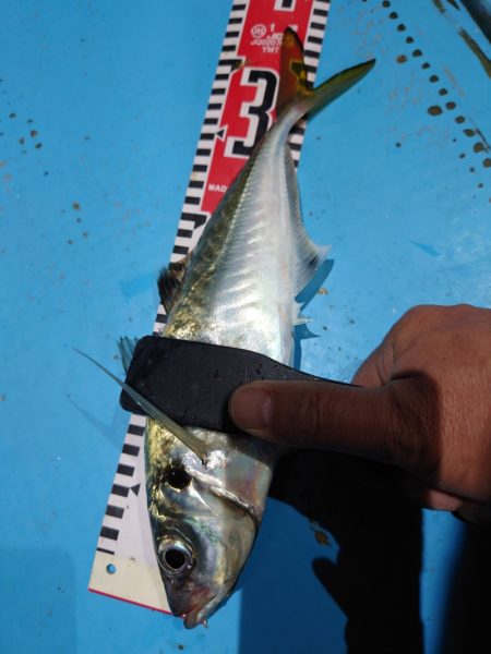 シースナイパー海龍 釣果