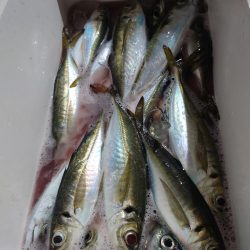 シースナイパー海龍 釣果