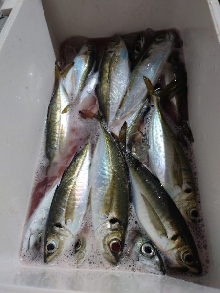 シースナイパー海龍 釣果