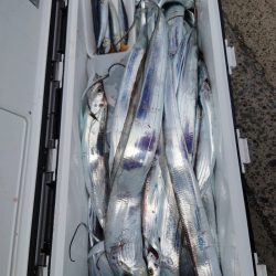 シースナイパー海龍 釣果