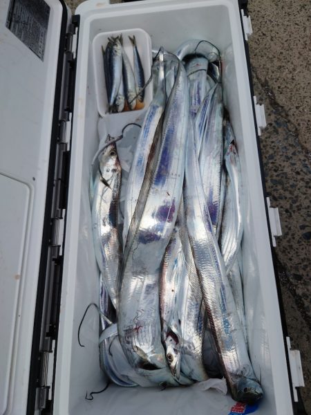 シースナイパー海龍 釣果