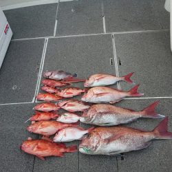 ARCADIAⅡ （アルカディアⅡ） 釣果