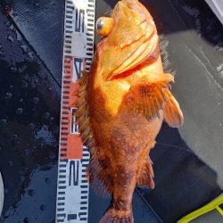 第二龍勢丸 釣果