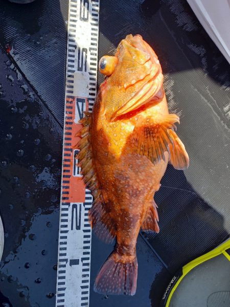 第二龍勢丸 釣果