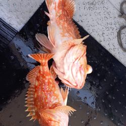 第二龍勢丸 釣果