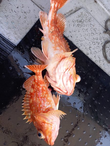 第二龍勢丸 釣果