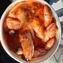 第二龍勢丸 釣果